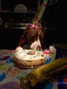 BLOG: Special Education Student Business Dog Treats