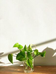 BLOG: Increasing Student Independence with Classroom Plants