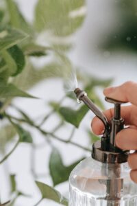 BLOG: Increasing Student Independence with Classroom Plants