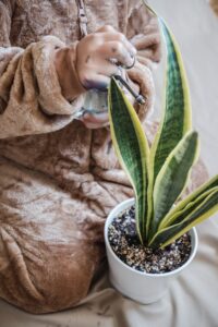 BLOG: Increasing Student Independence with Classroom Plants