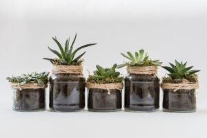 BLOG: Increasing Student Independence with Classroom Plants